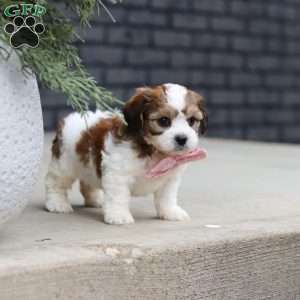 Darla, Cavachon Puppy